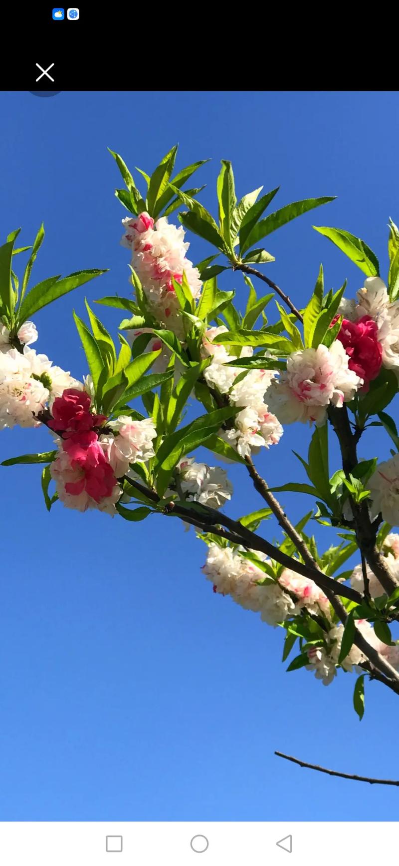 为何选择春暖花开老版入口?旧版入口体验与新版有何不同?