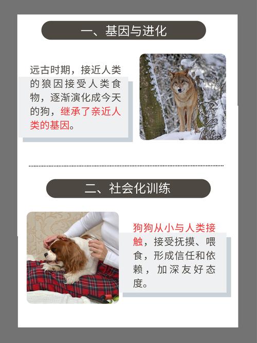 artofzoovixen人与猴狗的关系揭秘:如何理解这种特殊的联系?